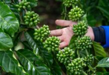 Vietnam lancia progetto Recaf: svolta ecologica nel sud-est asiatico Vietnam