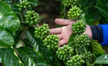 Vietnam lancia progetto Recaf: svolta ecologica nel sud-est asiatico Vietnam