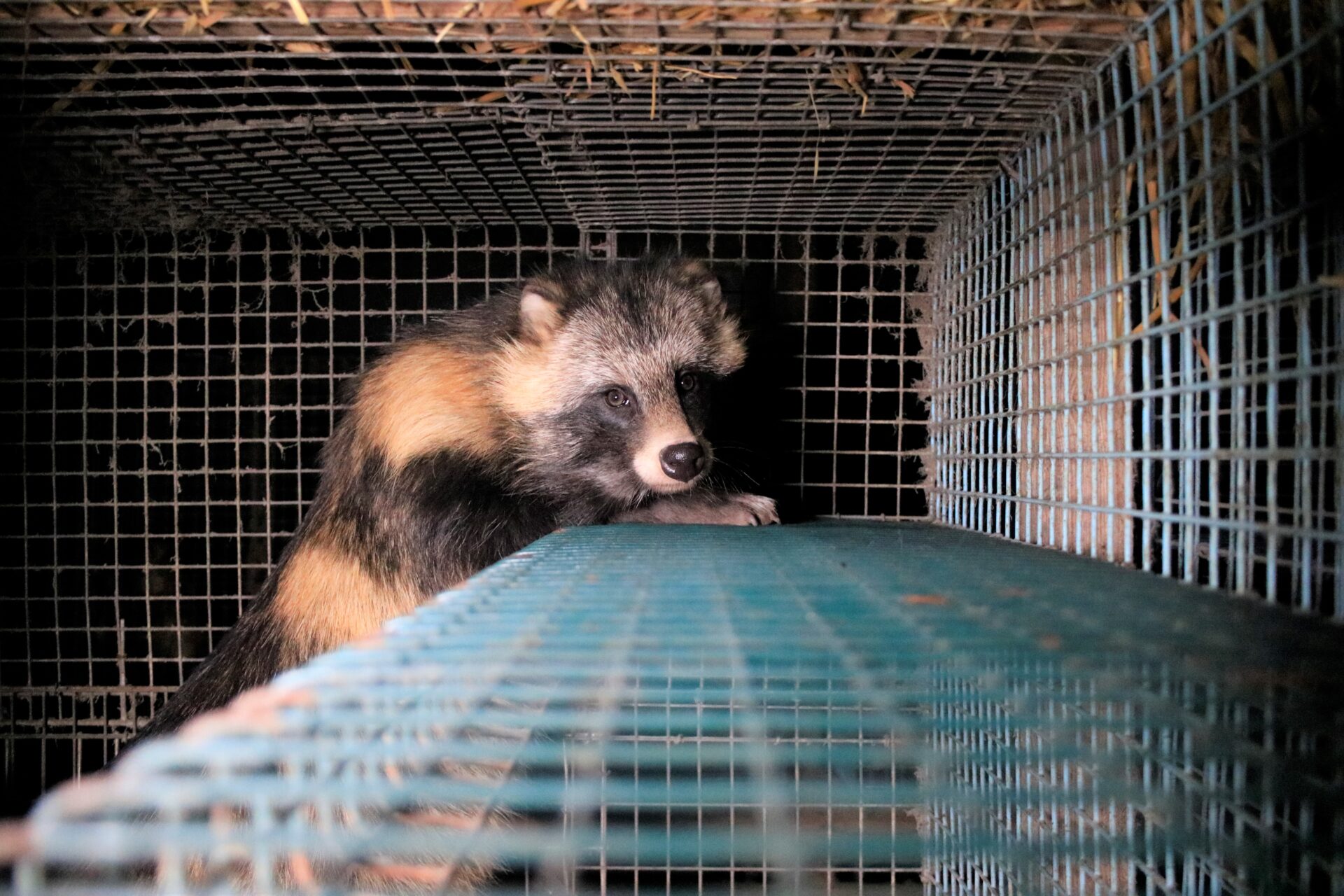 456445 Finland Raccoon Dog Fur Farm Credit Humane Society Internat Original File