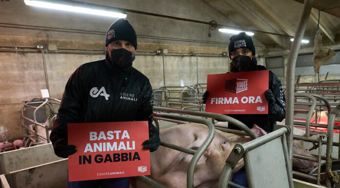 Benessere animale, appello alla Commissione UE: scienziati e veterinari chiedono lo stop alle gabbie gabbie vuote