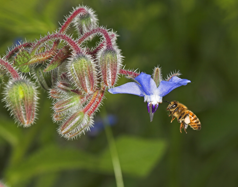 impollinatori-2