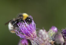 L’Italia per gli impollinatori: al via tavolo strategico Life PolliNetwork impollinatori