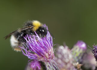 L’Italia per gli impollinatori: al via tavolo strategico Life PolliNetwork impollinatori