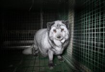 “Reality Projected”: la campagna che squarcia il velo di glamour sull’industria delle pellicce