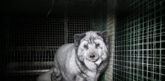 “Reality Projected”: la campagna che squarcia il velo di glamour sull’industria delle pellicce