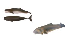 Il “Capodoglio Pigmeo” abita il Mediterraneo: la scoperta molecolare che riscrive la biologia marina Fonti delle due foto in allegato: Robin Baird (Cascadia Research) Vidal Martin (SECAC)