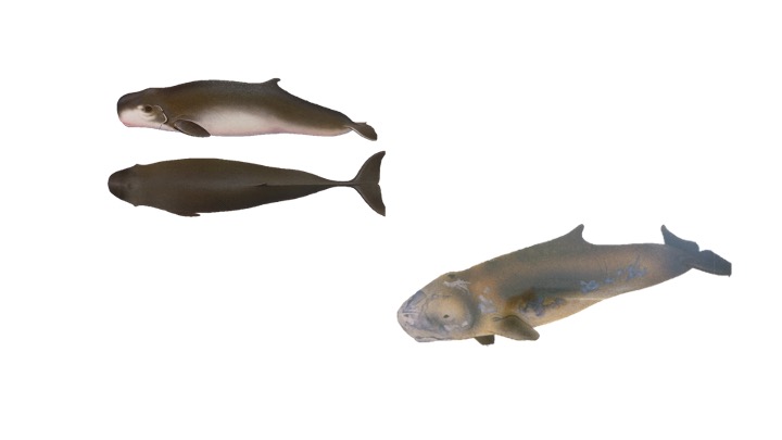 Kogia Breviceps
