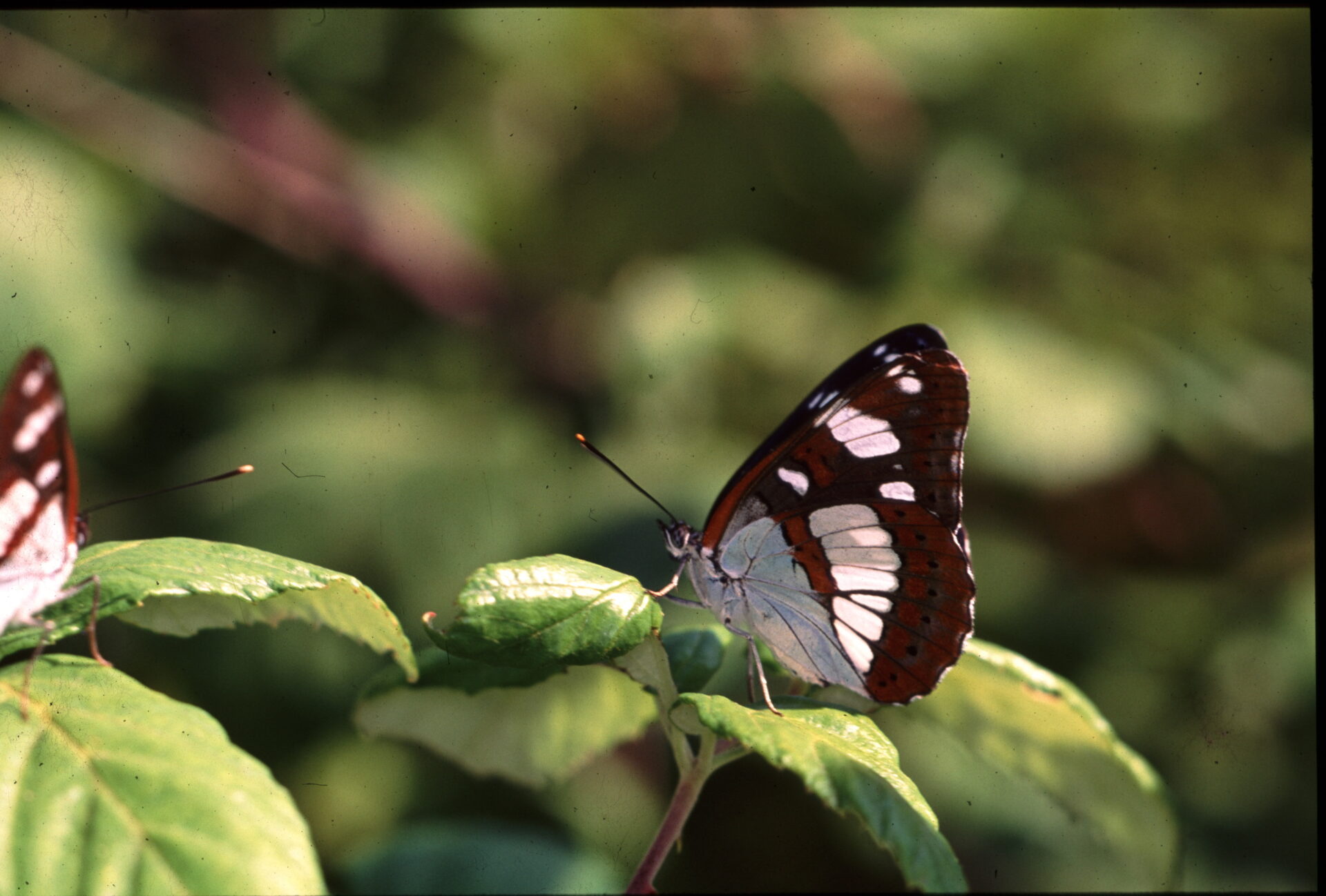impollinatori-1