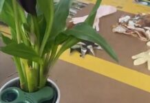 Arte e transizione ecologica in mostra al Key arte e transizione ecologica