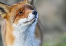 Rete Natura 2000, strategia EU per la resilienza degli ecosistemi Rete Natura 2000