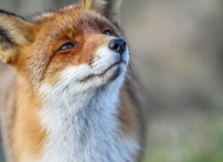 Rete Natura 2000, strategia EU per la resilienza degli ecosistemi Rete Natura 2000