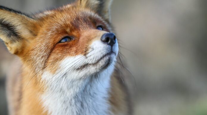 Rete Natura 2000, strategia EU per la resilienza degli ecosistemi Rete Natura 2000