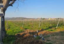 In Veneto nasce il progetto GRAPE per un’irrigazione hi-tech e sostenibile GRAPE_2
