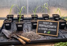Dai fanghi di depurazione al fertilizzante: la rivoluzione delle microonde per recuperare il fosforo Test fertilizzazione fertilizzante