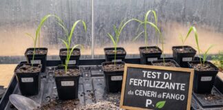 Dai fanghi di depurazione al fertilizzante: la rivoluzione delle microonde per recuperare il fosforo Test fertilizzazione fertilizzante