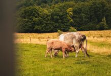 Biosicurezza: la nuova frontiera dell’efficienza negli allevamenti biosicurezza