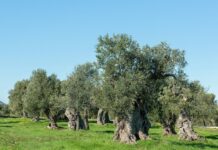 Radica nel portafoglio climatico di Lufthansa Group e nella classifica Sifted 100 Southern Europe, per il progetto nato in Puglia è il momento di accelerare