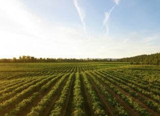 L’UE riforma il mercato dei biocidi, priorità alla sicurezza biocidi
