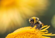 Allarme pesticidi in un alimento su due, a rischio gli impollinatori impollinatori