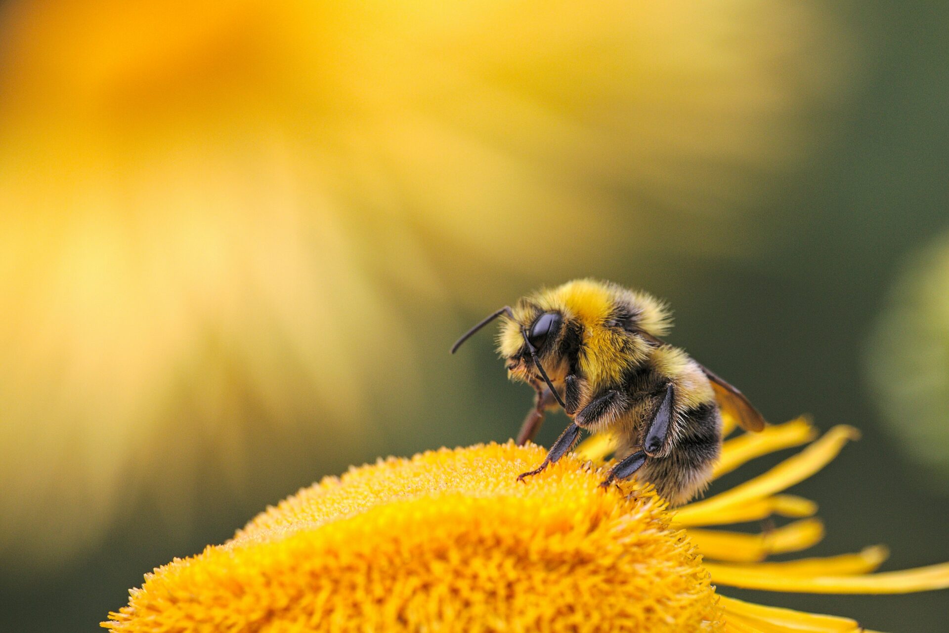 impollinatori