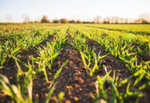 Concimi, piano d’azione per salvare l’agricoltura europea concimi