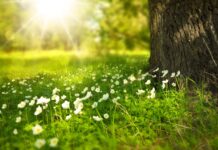 Settimana della Natura 2026: dal turismo che limita i danni a quello che restituisce valore fiori Settimana della Natura 2026