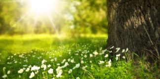 Green skill gap: perché la sostenibilità è il nuovo motore del mercato del lavoro fiori Settimana della Natura 2026