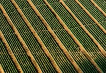 Giornata nazionale della Bioeconomia, l’Italia rigenerabile bioeconomia