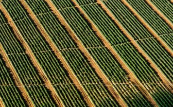 Giornata nazionale della Bioeconomia, l’Italia rigenerabile bioeconomia