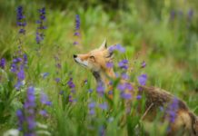 Caserta (Wwf): “Garante per la Natura contro crimini ambientali” Wwf