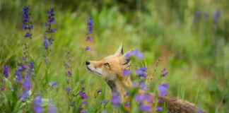 Caserta (Wwf): “Garante per la Natura contro crimini ambientali” Wwf