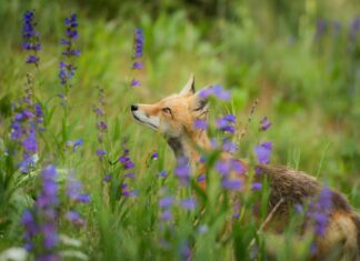 Caserta (Wwf): “Garante per la Natura contro crimini ambientali” Wwf