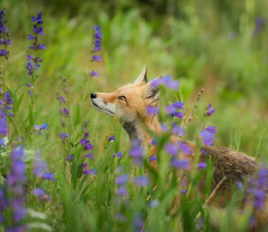 Caserta (Wwf): “Garante per la Natura contro crimini ambientali” Wwf