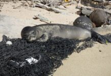 Foca non foca: al via la campagna di crowdfunding foca