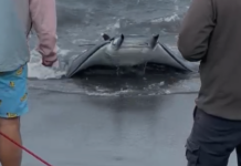 Procida, missione salva-manta: la rete LIFE ELIFE torna in azione manta life