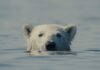 Trionfo di “Nuisance Bear” al 29° Festival CinemAmbiente: tutti i vincitori dell’edizione 2026
