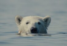 Trionfo di “Nuisance Bear” al 29° Festival CinemAmbiente: tutti i vincitori dell’edizione 2026