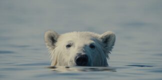 Trionfo di “Nuisance Bear” al 29° Festival CinemAmbiente: tutti i vincitori dell’edizione 2026