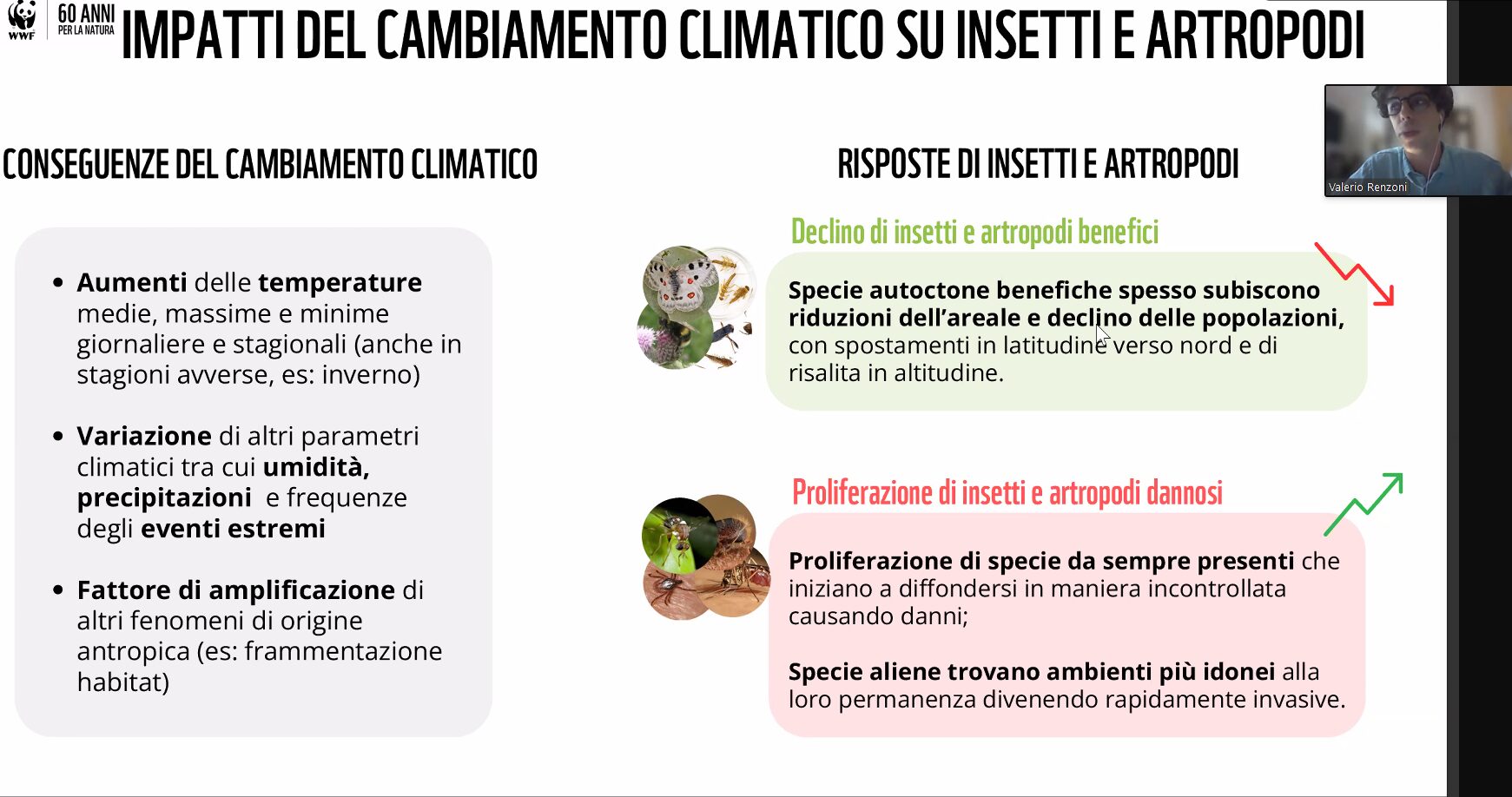 impatto crisi climatica su insetti wwf Italia giugno 2026