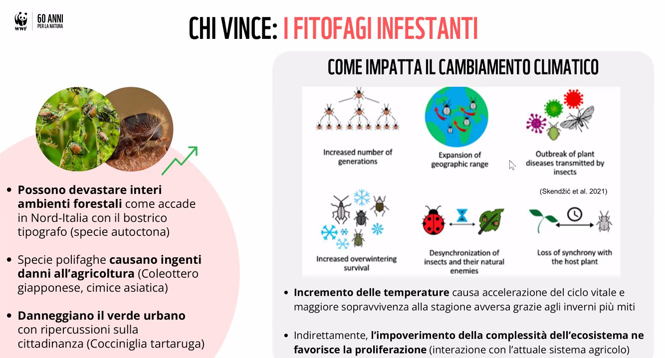 insetti nocivi wwf italia 2026