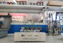 Dalla Terra alla Luna: parla pugliese il biofertilizzante che sfida gli ambienti estremi Tersan Puglia_Piantine