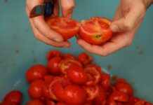 Dagli scarti alimentari la rivoluzione dei nuovi polimeri bio-based scarti