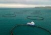 Agricoltura e pesca, Europa ridisegna la sovranità alimentare agricoltura