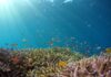 Giornata Mondiale degli Oceani: il “respiro caldo” del polmone blu oceani