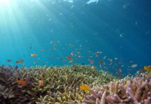 Giornata Mondiale degli Oceani: il “respiro caldo” del polmone blu oceani