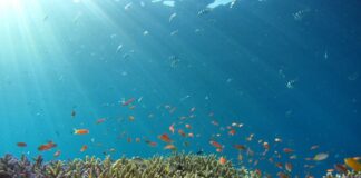 Giornata Mondiale degli Oceani: il “respiro caldo” del polmone blu oceani