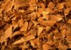 Bioenergie e carburanti rinnovabili per la decarbonizzazione bioenergie