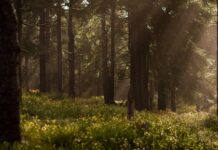 Foreste italiane superano 100 mila chilometri quadrati foreste