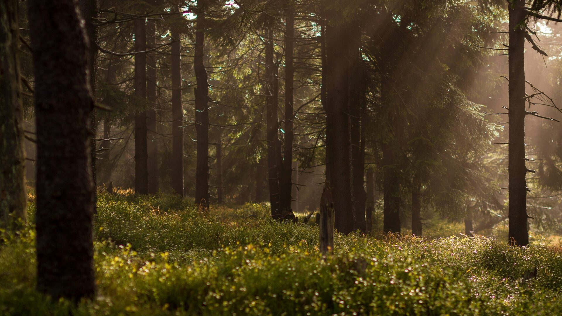 foreste
