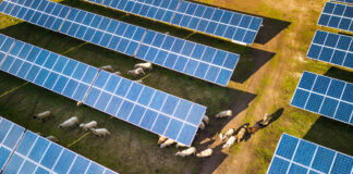 Agrivoltaico avanzato: la formula per produrre energia e sostenere l’agricoltura NON USARE SOLO PER STANTEC agrivoltaico